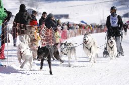 Lenk 2013
